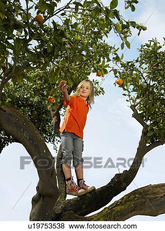 Young girl (5-7) standing in an orange tree reaching for an orange, Alicante, Spain, View Large Photo Image Stock Photo - Young girl (5-7) standing in an orange tree reaching for an orange, Alicante, Spain,. Fotosearch