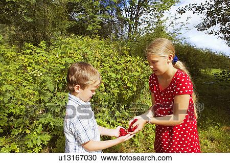 Young girl and young boy outdoors holding fresh raspberries. View Large Photo Image Stock Image - Young girl and young boy outdoors holding fresh raspberries.. Fotosearch