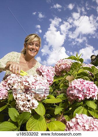 Stock Image - Woman working in the garden.. Fotosearch