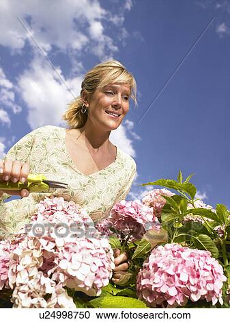 Woman working in the garden. View Large Photo Image Stock Image - Woman working in the garden.. Fotosearch