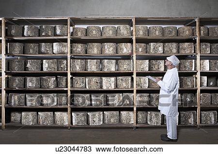 Stock Image - Cheese worker with clipboard looking up at rack of cheeses.. Fotosearch