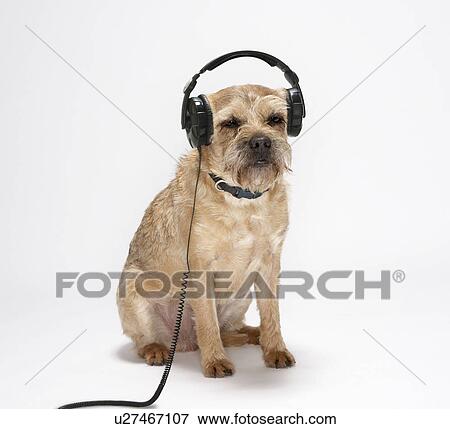 小さい犬 身に着けていること ヘッドホン 写真館 イメージ館 U Fotosearch