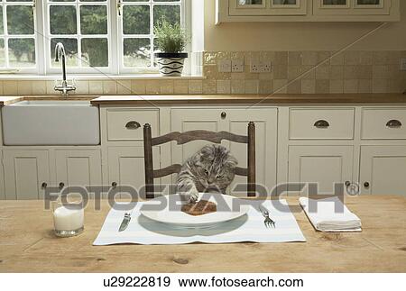 A cat eating at the table View Large Photo Image Stock Photo - A cat eating at the table. Fotosearch