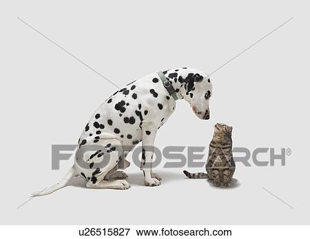 A dog looking at a cat View Large Photo Image Stock Photo - A dog looking at a cat. Fotosearch