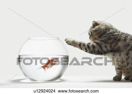 Cat attacking a fish View Large Photo Image Picture - Cat attacking a fish. Fotosearch