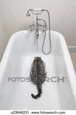 Cat drinking in the bath View Large Photo Image Stock Image - Cat drinking in the bath. Fotosearch
