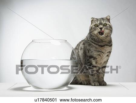 Cat licking his lips View Large Photo Image Stock Image - Cat licking his lips. Fotosearch