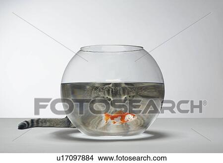 Cat looking at fish bowl View Large Photo Image Picture - Cat looking at fish bowl. Fotosearch