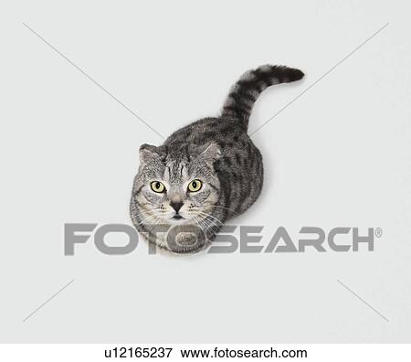 Cat looking up View Large Photo Image Stock Photo - Cat looking up. Fotosearch