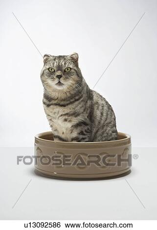 Cat sitting in dog bowl View Large Photo Image Stock Photograph - Cat sitting in dog bowl. Fotosearch