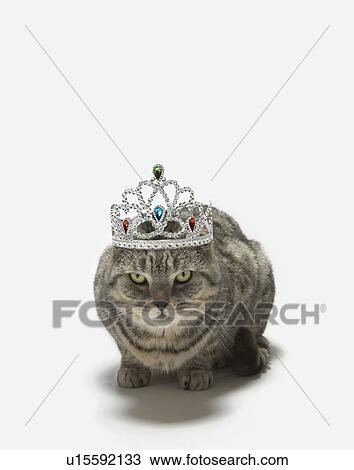 Cat wearing a tiara View Large Photo Image Stock Image - Cat wearing a tiara. Fotosearch