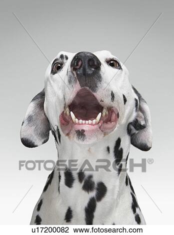 Close up of a Dalmatian dog View Large Photo Image Stock Image - Close up of a Dalmatian dog. Fotosearch