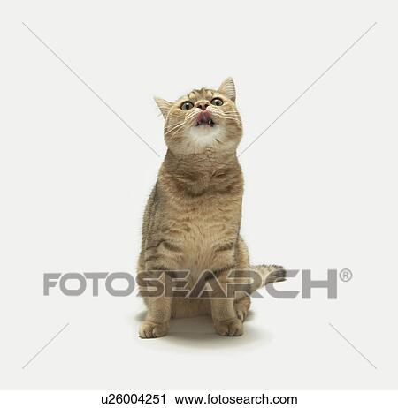 Close up of cat View Large Photo Image Stock Image - Close up of cat. Fotosearch