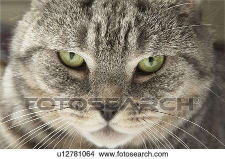 Close up of cats face View Large Photo Image Picture - Close up of cats face. Fotosearch