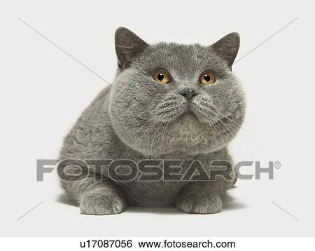 Close up of large grey cat View Large Photo Image Stock Photograph - Close up of large grey cat. Fotosearch