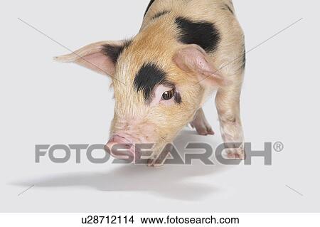 Picture - Detail of piglet. Fotosearch