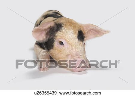 Detail of piglet View Large Photo Image Stock Photo - Detail of piglet. Fotosearch