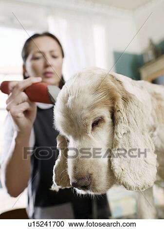 Stock Image - Dog and groomer in domestic setting. Fotosearch