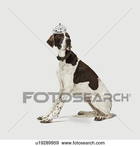 Stock Photo - Dog sitting with a tiara on head. Fotosearch