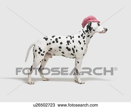 Stock Image - Dog wearing a hat. Fotosearch