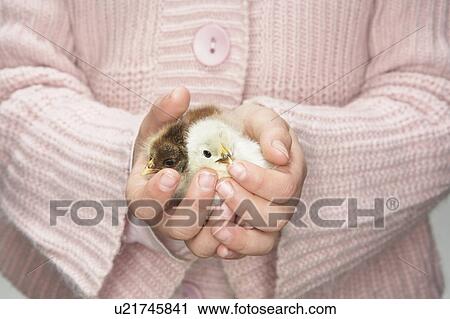 Stock Image - Girl holding two chicks. Fotosearch