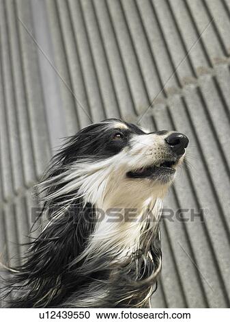 Stock Image - Low angle portrait of Afghan hound blown by the wind, copy space above, Alicante, Spain,. Fotosearch