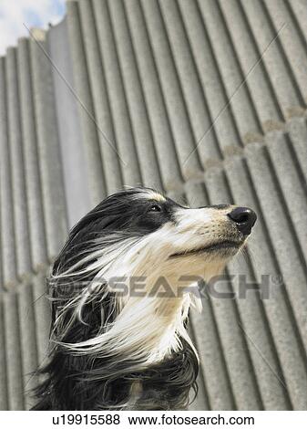 Low angle portrait of Afghan hound blown by the wind, copy space above, Alicante, Spain, View Large Photo Image Stock Photo - Low angle portrait of Afghan hound blown by the wind, copy space above, Alicante, Spain,. Fotosearch