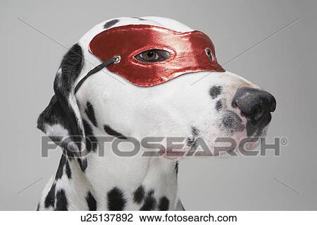 Masked Dalmatian dog View Large Photo Image Stock Image - Masked Dalmatian dog. Fotosearch