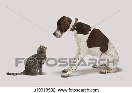 Pointer looking down at cat View Large Photo Image Stock Image - Pointer looking down at cat. Fotosearch