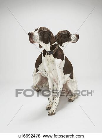 Pointers looking in opposite directions View Large Photo Image Stock Photo - Pointers looking in opposite directions. Fotosearch