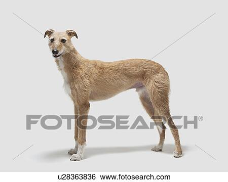 Portrait of a lurcher View Large Photo Image Stock Photograph - Portrait of a lurcher. Fotosearch