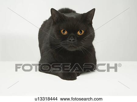 Portrait of black cat View Large Photo Image Picture - Portrait of black cat. Fotosearch