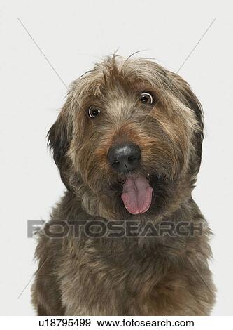 Stock Photo - Portrait of Briard dog. Fotosearch