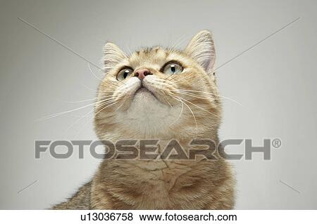 Portrait of cat View Large Photo Image Stock Photo - Portrait of cat. Fotosearch