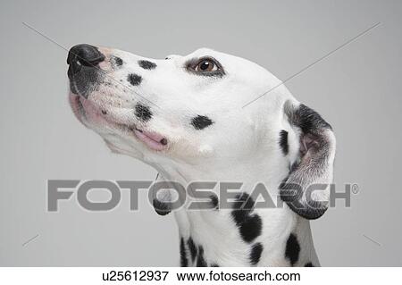 Portrait of Dalmatian View Large Photo Image Stock Photo - Portrait of Dalmatian. Fotosearch