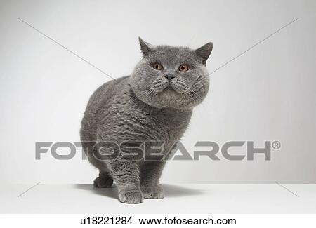 Portrait of large grey cat View Large Photo Image Picture - Portrait of large grey cat. Fotosearch