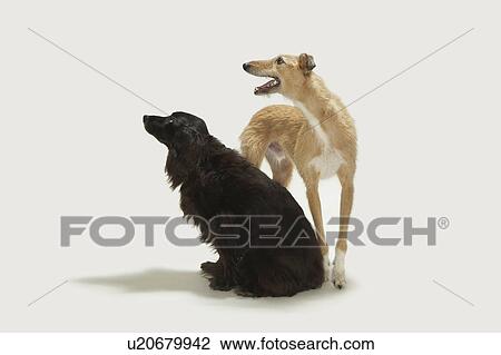 Portrait of two dogs View Large Photo Image Stock Image - Portrait of two dogs. Fotosearch