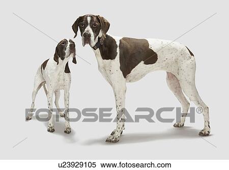 Portrait of two dogs View Large Photo Image Stock Photography - Portrait of two dogs. Fotosearch