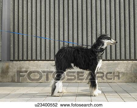 Side view portrait of Afghan hound blown by the wind, copy space above, Alicante, Spain, View Large Photo Image Stock Image - Side view portrait of Afghan hound blown by the wind, copy space above, Alicante, Spain,. Fotosearch