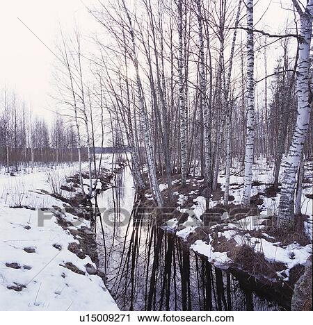 Stock Image - A snowy birch tree forest with a stream.. Fotosearch