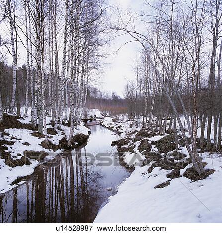 Stock Photo - A snowy birch tree forest with a stream.. Fotosearch