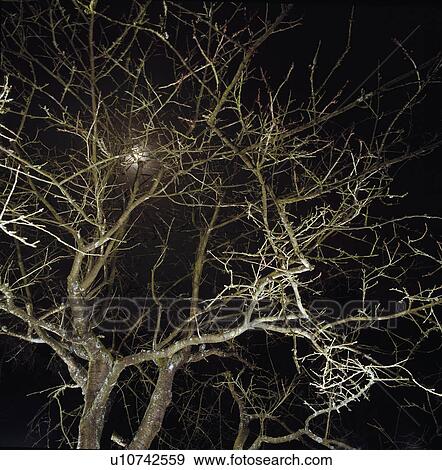 A tree in Brussels at night. View Large Photo Image Stock Photo - A tree in Brussels at night.. Fotosearch