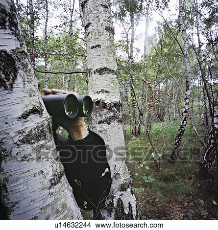 Picture - Man peeking from behind a tree in forest with binoculars.. Fotosearch