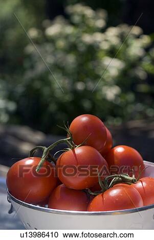 Fresh tomatoes View Large Photo Image Stock Image - Fresh tomatoes . Fotosearch