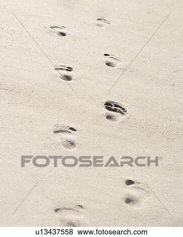 Footsteps in sand View Large Photo Image Stock Photo - Footsteps in sand. Fotosearch