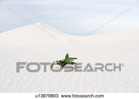 Stock Image - A plant in the desert. Fotosearch