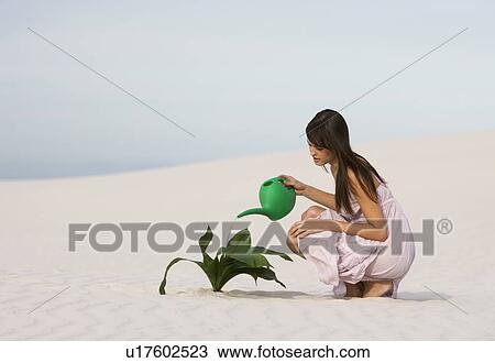 A woman watering a plant in the sand View Large Photo Image Stock Image - A woman watering a plant in the sand. Fotosearch