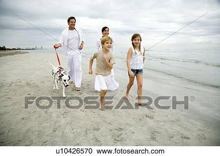 A family walking the dog on a beach View Large Photo Image Stock Image - A family walking the dog on a beach. Fotosearch