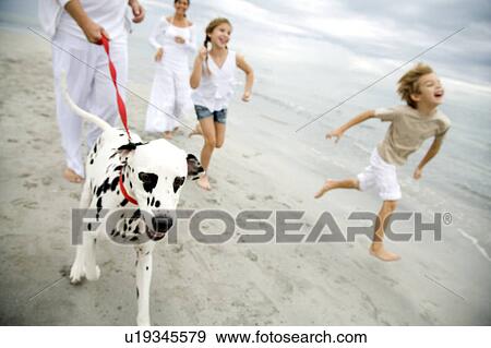 A family walking the dog on a beach View Large Photo Image Stock Photo - A family walking the dog on a beach. Fotosearch