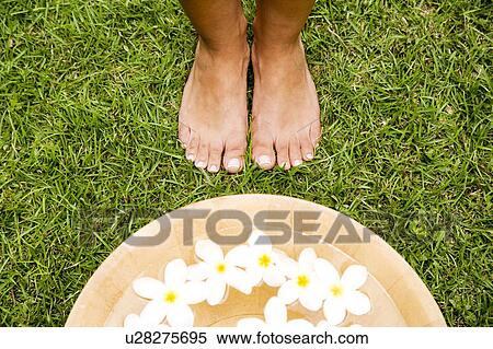 Feet and a bowl of floating frangipani flowers View Large Photo Image Stock Photography - Feet and a bowl of floating frangipani flowers. Fotosearch